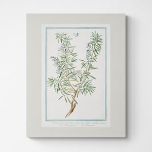 Vintage Botanischer Druck | Cottagecore Bauernhaus Boho Aquarell Wandkunst | Küchendeko | Gartenarbeit Geschenk | Muttertagsgeschenk | Rosmarin