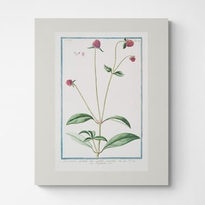 Vintage Botanical Print | Cottagecore Farmhouse French Country Watercolor Art | Gardening Gift | Mother&#39;s Day Gift | Dark Red Flower 4
