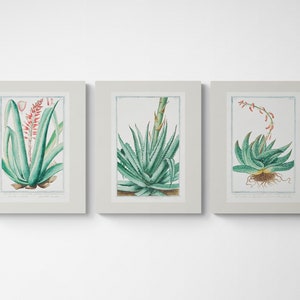 Vintage Botanical Print | Cottagecore Farmhouse French Country Watercolor Art | Gardening Gift | Tropical Art | Gallery Wall Set of 3 | Aloe