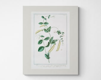 Estampado botánico vintage de guisante de olor / Arte de la flor de nacimiento de abril