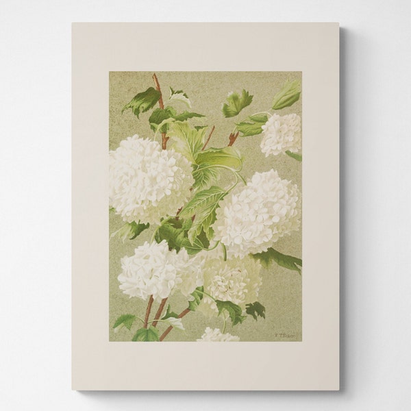 Vintage Botanical Print | Cottagecore Farmhouse French Country Watercolor Antique Art | White Flowers | 8x10 art print | Snowballs