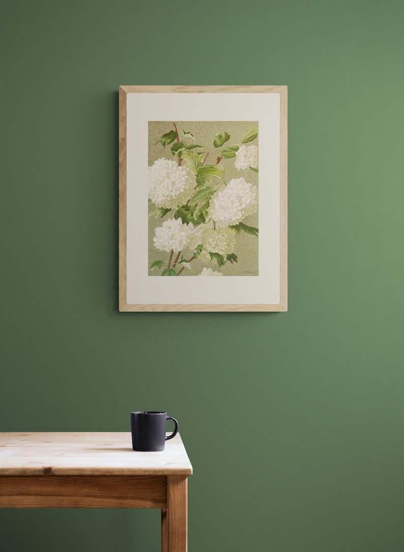 May include: A framed botanical illustration of white hydrangea flowers with green leaves on a light green background.