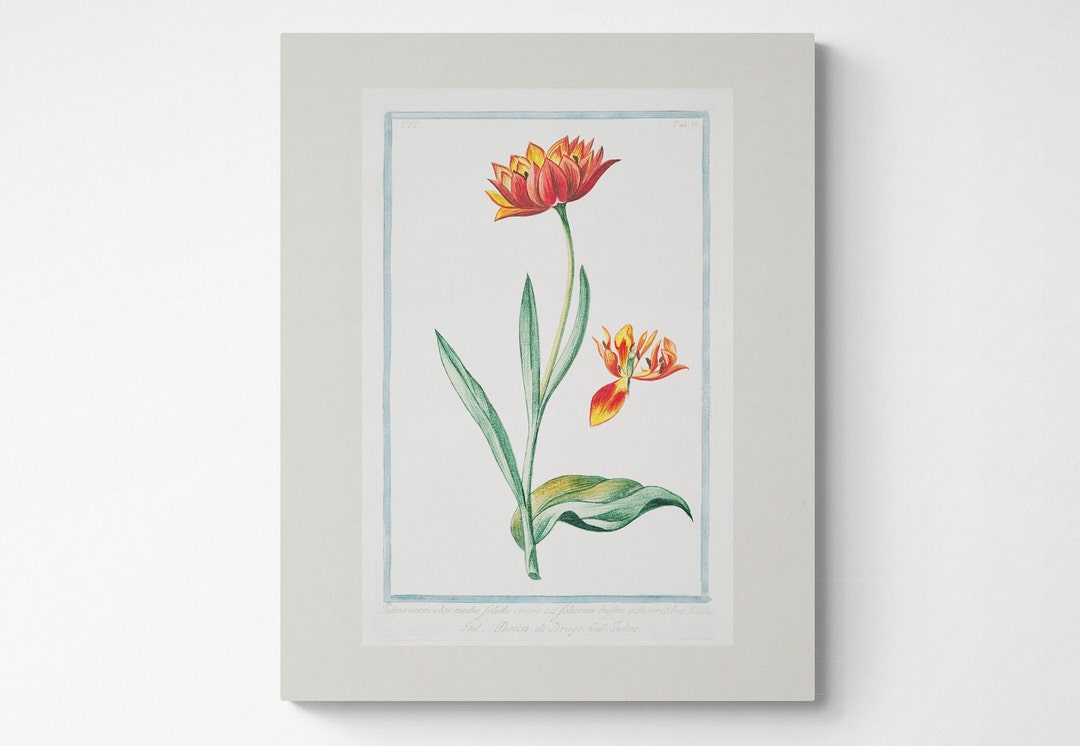 Vintage Tulip Print | 18th Century Botanical Art - Etsy