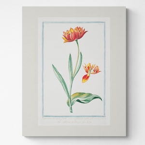 Vintage Botanical Print | Cottagecore Farmhouse Boho Aesthetic Wall Art | European Sophisticated Artwork | Gallery Wall Set | Tulip 2