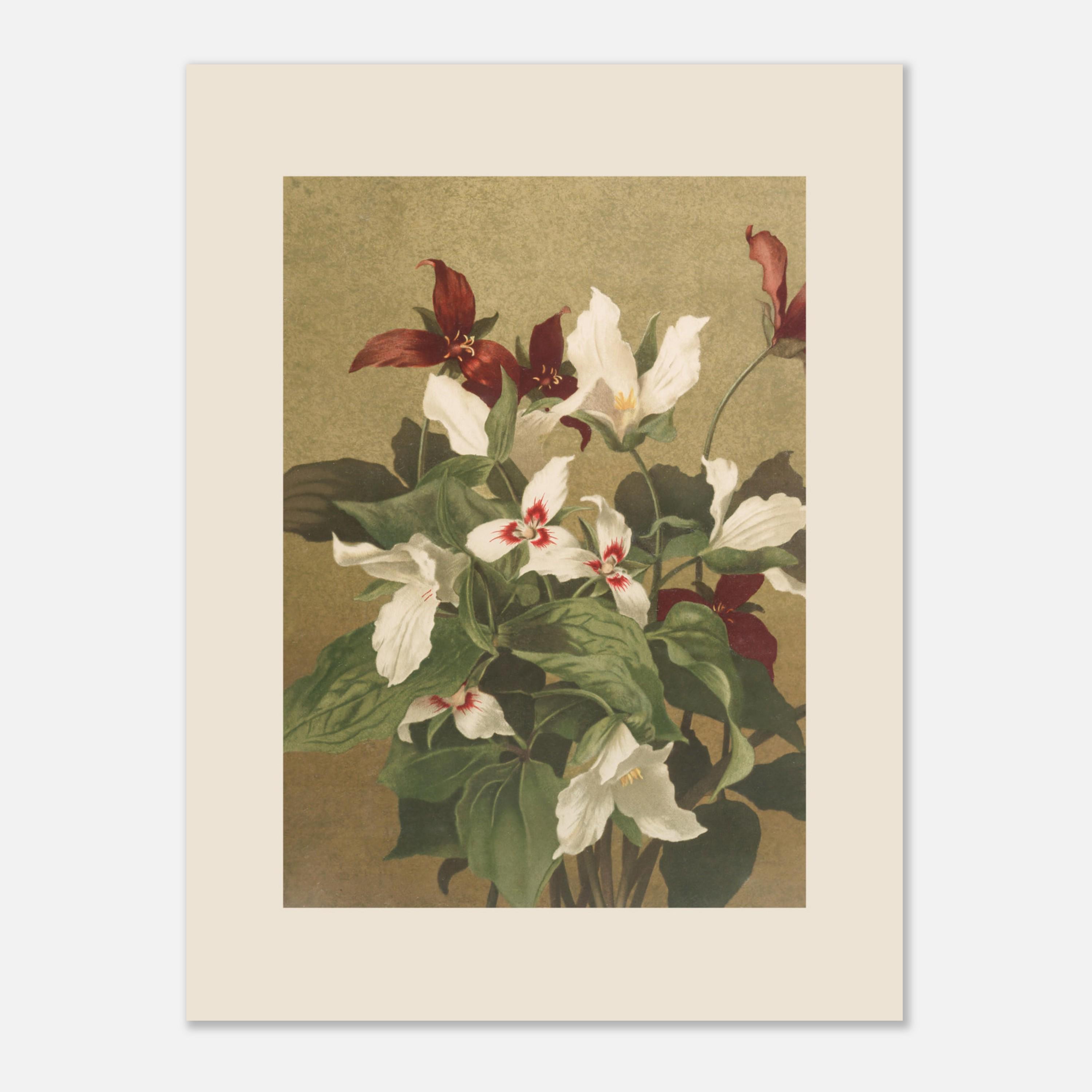 Elliott erwitt - Etsy 日本