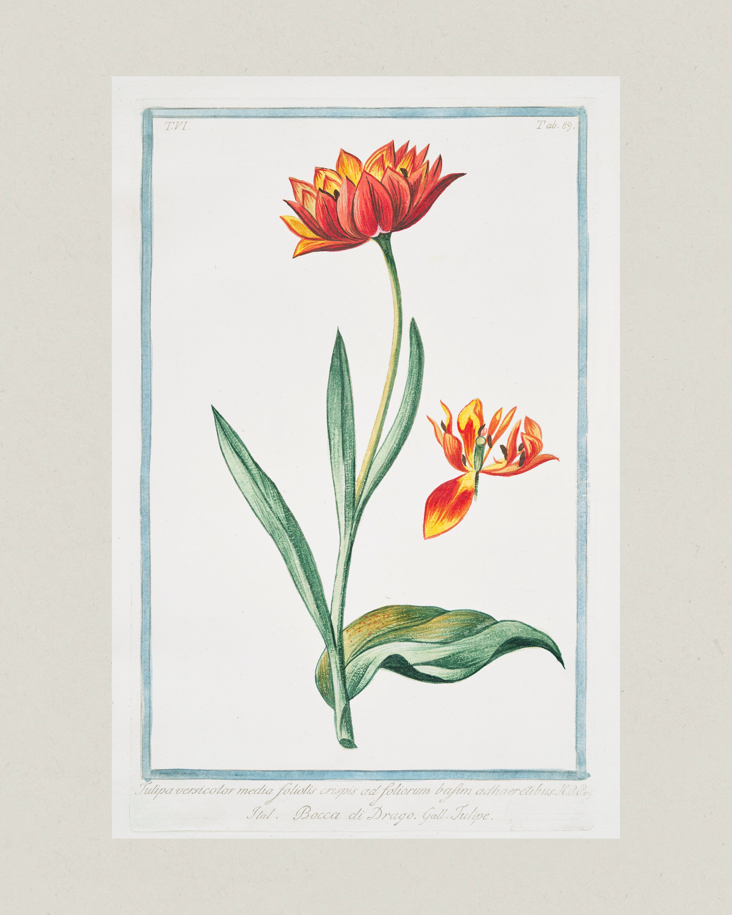 Vintage Tulip Print | 18th Century Botanical Art - Etsy
