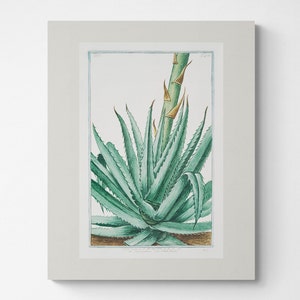 Vintage Botanical Print | Cottagecore Farmhouse French Country Watercolor Art | Gardening Gift | Gallery Wall Set | Aloe Vera 1