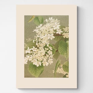 Vintage Botanical Print | Cottagecore Farmhouse French Country Watercolor Antique Art | Neutral Art White Flowers | 5x7 Print | Elder Flower