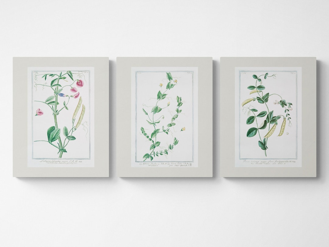 Vintage Sweet Pea Botanical Print Set: Cottagecore Wall Art - Etsy