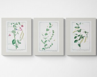 May include: Three botanical illustrations of pea plants with green leaves, white and pink flowers, and yellow pea pods. The illustrations are framed in white and have a light gray background.