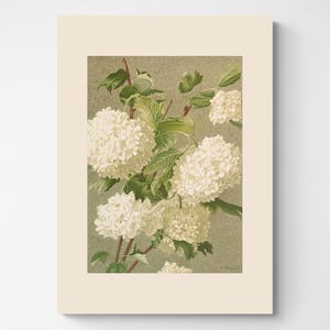 Vintage Botanical Print | Cottagecore Farmhouse French Country Watercolor Antique Art | White Flowers | 8x10 art print | Snowballs