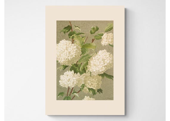 Vintage Botanical Print | Cottagecore Farmhouse French Country Watercolor Antique Art | White Flowers | 8x10 art print | Snowballs