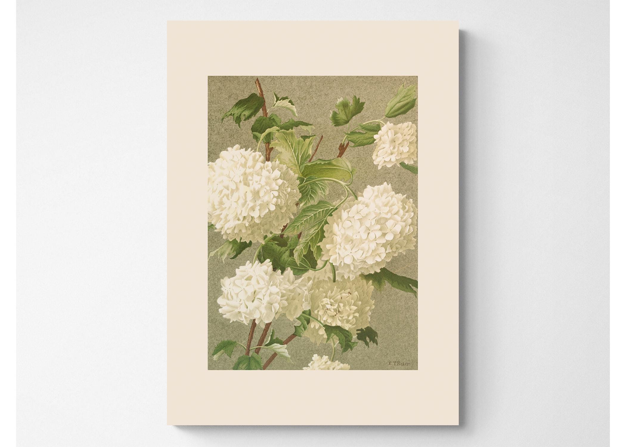 Impresión botánica vintage / Acuarela de estilo rústico francés / Arte antiguo / Flores blancas / Impresión artística de 8 x 10 / Bolas de nieve