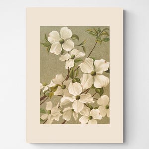 Vintage botanische Druck | Cottagecore Bauernhaus Französisches Land Aquarell Antike Kunst | weiße Blumen | Muttertagsgeschenk | Hartriegel