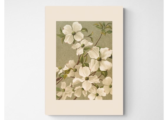 Vintage Botanical Print | Cottagecore Farmhouse French Country Watercolor Antique Art | White Flowers | Mother's Day Gift | Dogwood