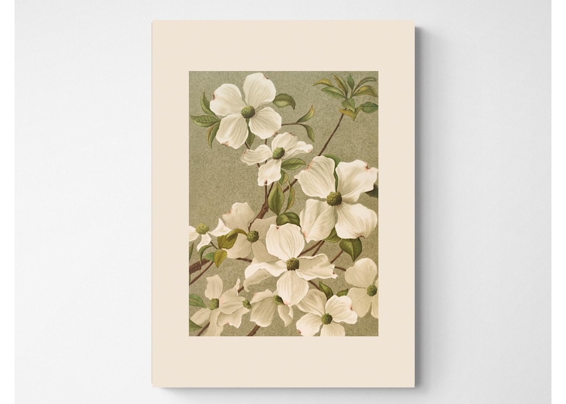 Vintage botanical print, cottage core, white neutral decor, Ellen Thayer Fisher, White flowers, dogwood, antique art