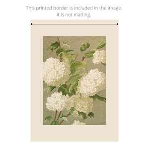 May include: A vintage botanical illustration of white flowers with green leaves on a light green background. The image is framed with a white border.