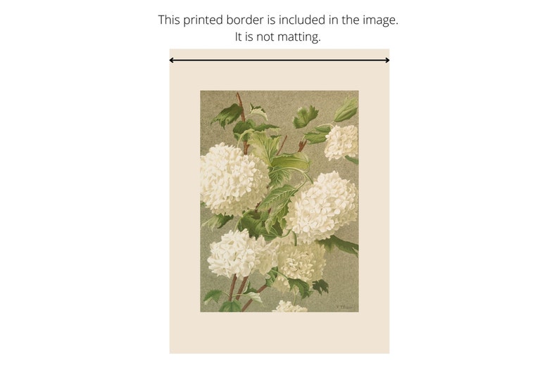 May include: A vintage botanical illustration of white flowers with green leaves on a light green background. The image is framed with a white border.