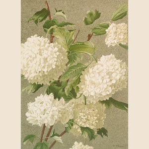 May include: A vintage botanical illustration of white hydrangea flowers with green leaves on a light brown background. The image is signed "E. Teach."