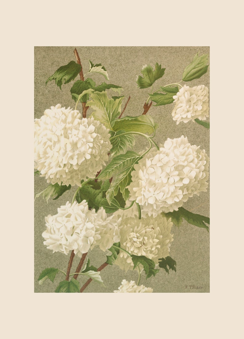 May include: A vintage botanical illustration of white hydrangea flowers with green leaves on a light brown background. The image is signed "E. Teach."