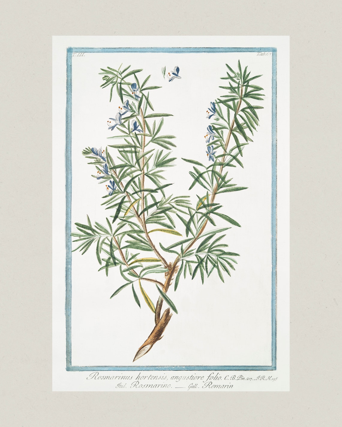 Curated visual reference: Vintage Botanical Print Cottagecore Farmhouse Boho Watercolor Wall Photo Inspiration