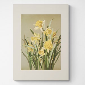 Vintage Botanical Print | Cottagecore Modern Farmhouse French Country Watercolor Antique Artwork | March Birth Flower Art Yellow | Daffodil