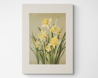 Impresión botánica vintage / Cottagecore Modern Farmhouse French Country Acuarela Arte antiguo / Marzo Nacimiento Flor Arte Amarillo / Narciso
