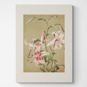 Vintage Botanical Print | Cottagecore Farmhouse French Country Watercolor Antique Art  | White pink flowers | Custom Art Stargazer Lily