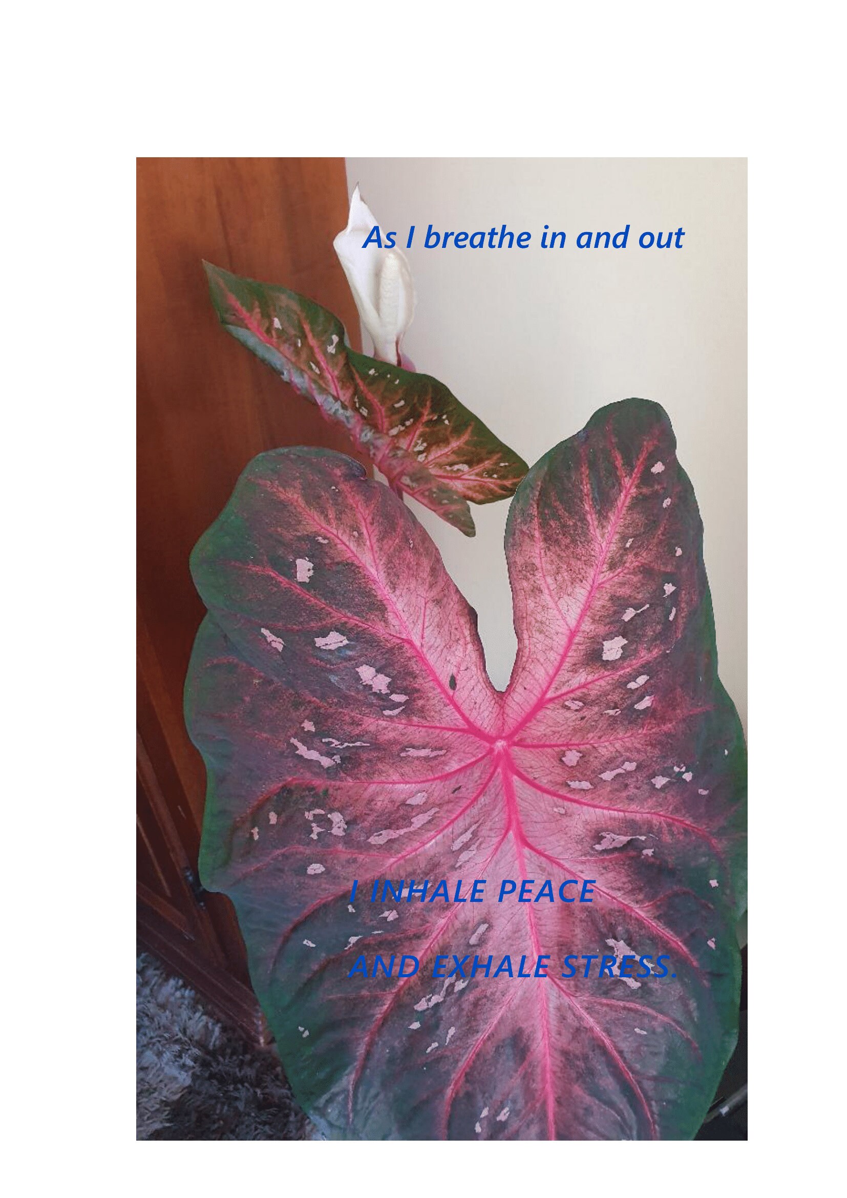 Lovely Caladium RED Flash Wall Art - Etsy