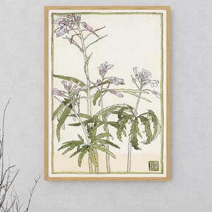 Toothwort Botanical Illustration- DIGITAL ART PRINT