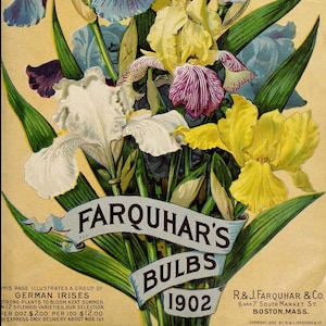 Op de afbeelding: Een vintage advertentie voor Farquhar's Bulbs, met een boeket kleurrijke irissen in tinten blauw, wit, geel en paars. De tekst luidt "Farquhar's Bulbs 1902" en "Deze pagina illustreert een groep Duitse irissen. Sterke planten die volgend jaar bloeien. In 12 prachtige variëteiten. Onze selectie, per dozijn € 2,00 per 100 € 12,00 per express alleen, levering ongeveer 1 november."