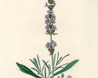 Lavender Botanical Illustration- DIGITAL ART PRINT