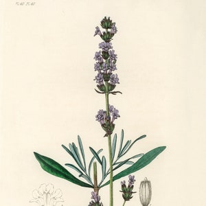 Lavender Botanical Illustration- DIGITAL ART PRINT