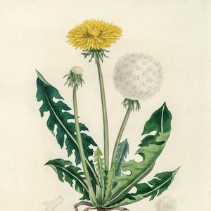 Dandelion Botanical Illustration- DIGITAL ART PRINT