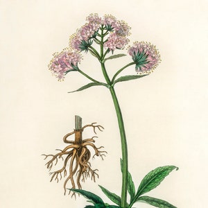 Valerian Botanical Illustration- DIGITAL ART PRINT