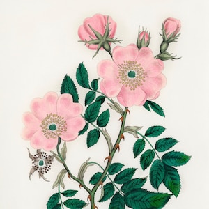 Dog Rose Botanical Illustration- DIGITAL ART PRINT