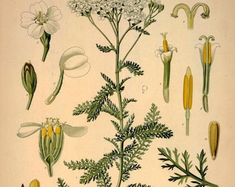 Yarrow Botanical Illustration- DIGITAL ART PRINT