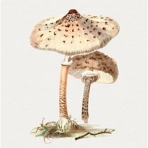 Parasol Mushroom- DIGITAL PRINT