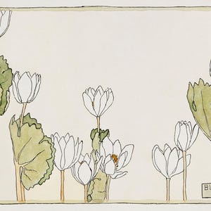 Blood Root Botanical Illustration- DIGITAL ART PRINT