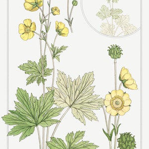 Buttercup Illustration- DIGITAL ART PRINT