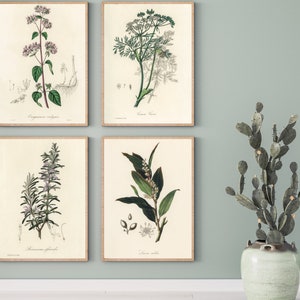 Culinary Plants Set- Rosemary, Caraway, Bay, Oregano- DIGITAL ART PRINTS 4 jpg files