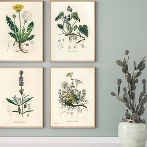 Common Medicinal Herbs- Dandelion, Violet, Chamomile, Lavender- DIGITAL ART PRINTS 4 jpg files