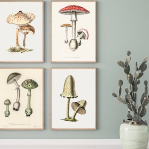 Mushrooms Set- Inky Cap, Parasol, Amanita, Amanita Variant- DIGITAL ART PRINTS 4 jpg files