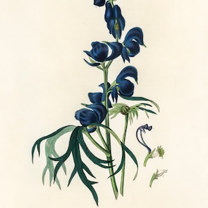 Aconite, Monkshood Botanical Illustration- DIGITAL ART PRINT Poison plant, dark academia, dark, moody