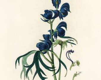 Aconite, Monkshood Botanical Illustration- DIGITAL ART PRINT Poison plant, dark academia, dark, moody