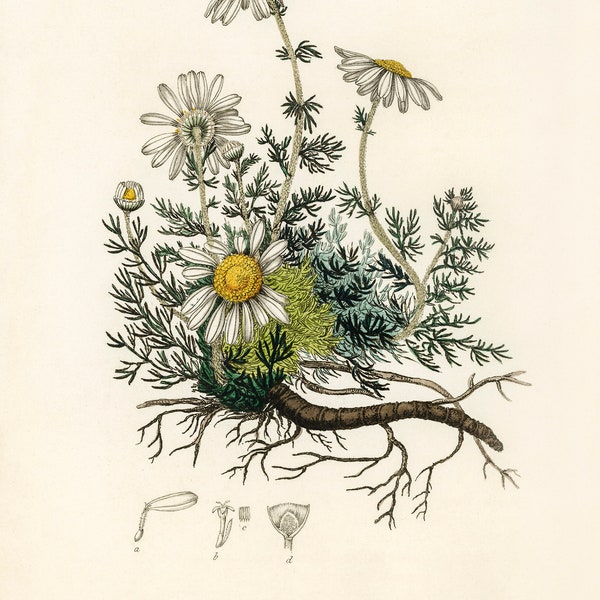 Chamomile Botanical Illustration- DIGITAL ART PRINT