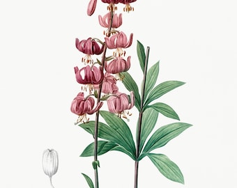 Martagon Lily Botanical Illustration- DIGITAL ART PRINT