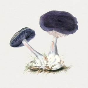 Violet Webcap- DIGITAL PRINT