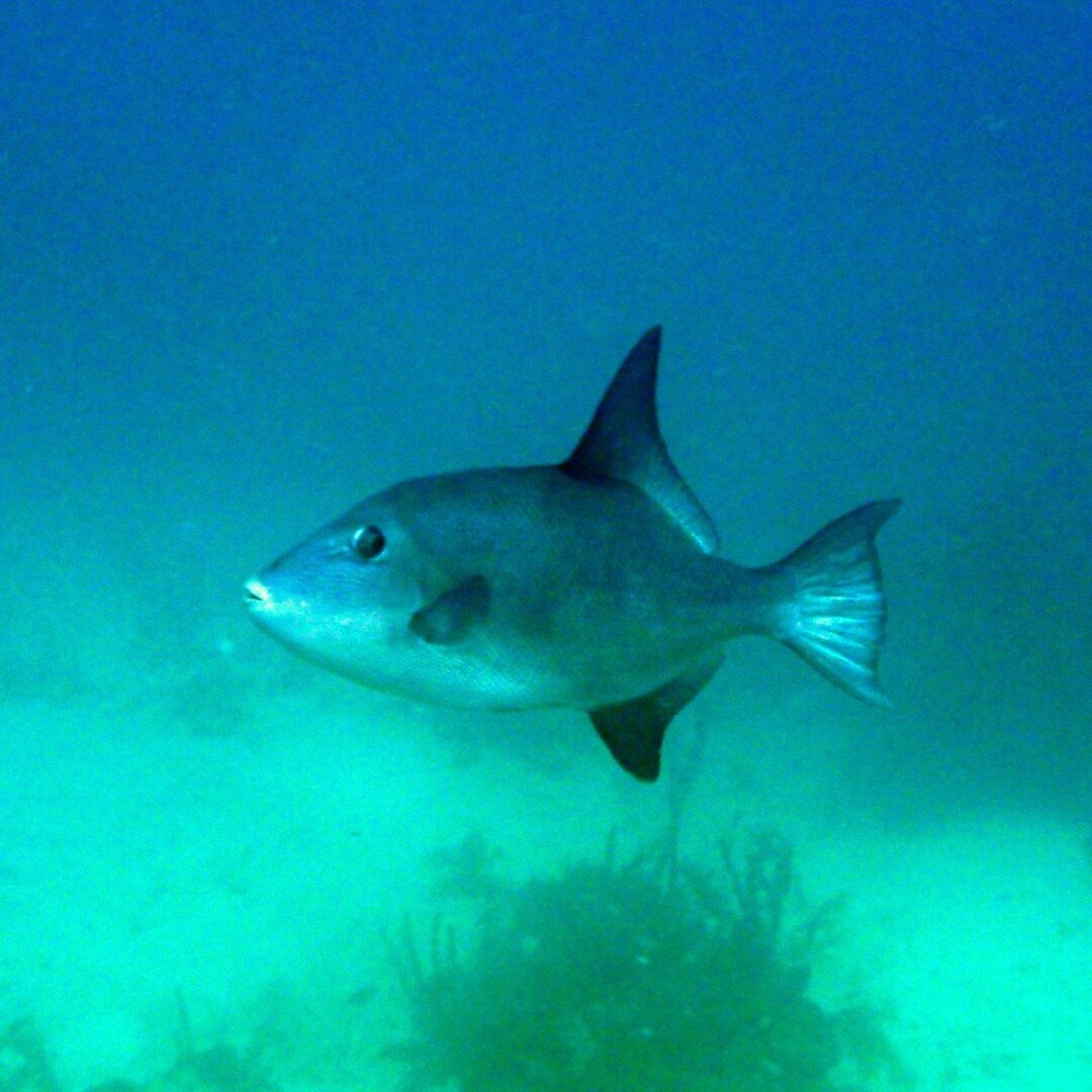 Wildlife Photography, Tropical Wallpaper, Ocean Triggerfish, Oneder the ...