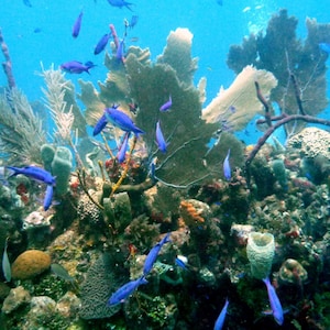 May include: A vibrant underwater scene with a variety of colorful fish swimming around coral reefs. The fish are blue and purple, and the coral is a variety of colors, including green, brown, and orange.